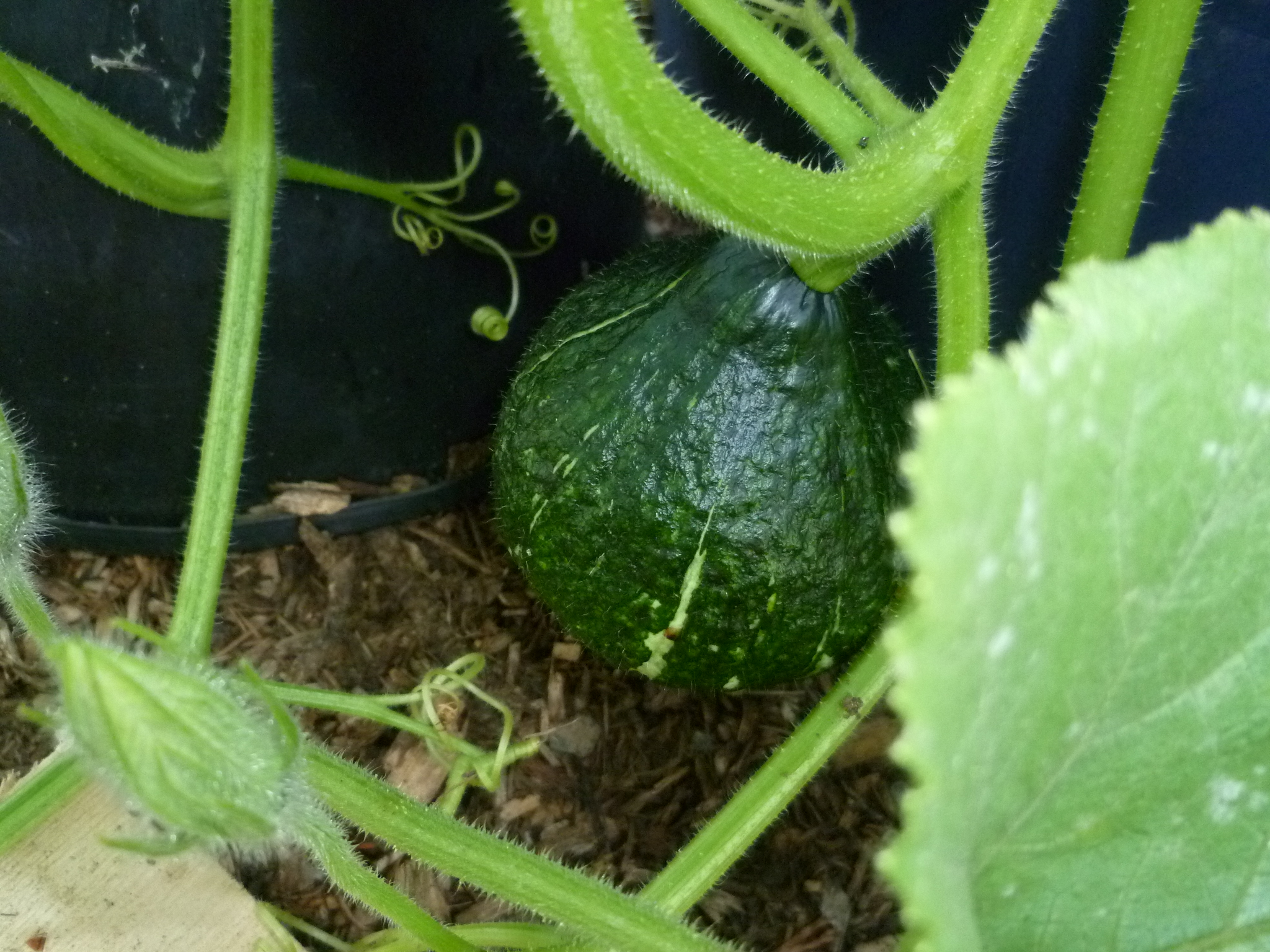 what kind is this?